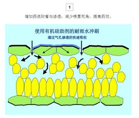 绿陇农用有机硅助剂 农业增效的隐形翅膀