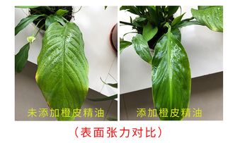 农用天然植物橙皮精油助剂 突破有机硅强效渗透，赋能农药飞防与叶面肥增效