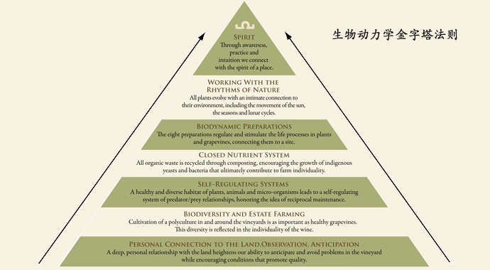 红葡萄酒 大自然的植物增效剂